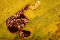 Stigmella viscerella