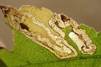 Stigmella ulmivora