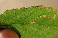 Stigmella lemniscella
