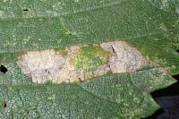 Phyllonorycter schreberella