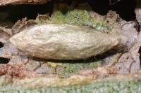 Phyllonorycter schreberella