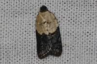 Acleris variegana