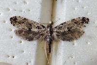 Morophaga choragella