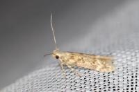 Scrobipalpa salinella