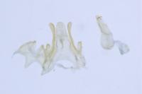 Scrobipalpa salinella