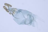 Bactra furfurana