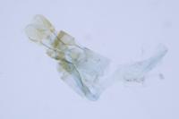 Aproaerema cinctella