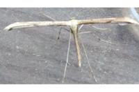 Emmelina monodactyla