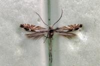 Phyllonorycter suaveolentis