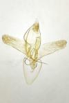Phyllonorycter suaveolentis