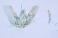 Hellinsia coniodactyla