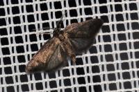 Bacotia claustrella