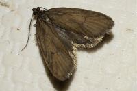 Diurnea lipsiella