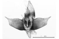 Diurnea lipsiella