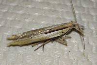 Ypsolopha mucronella