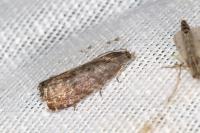 Grapholita funebrana