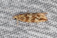 Bactra furfurana