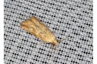 Bactra furfurana