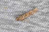 Scrobipalpa salinella