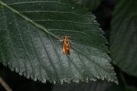 Metalampra italica