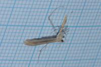Stenoptilia bipunctidactyla
