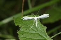 Pterophorus pentadactylus