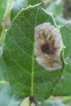 Phyllonorycter belotella