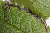 Stigmella anomalella