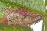 Stigmella anomalella