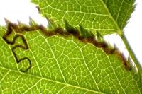 Stigmella anomalella