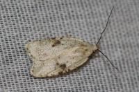 Agonopterix petasitis