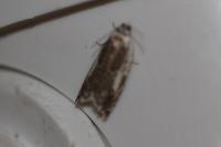 Ancylis laetana