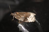 Apotomis capreana