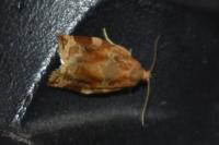 Archips xylosteana