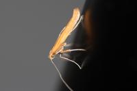 Caloptilia