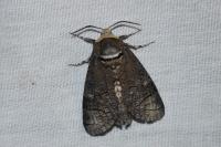 Cossus cossus