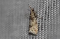 Epinotia bilunana