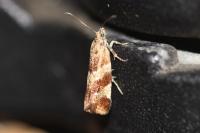 Epinotia cruciana
