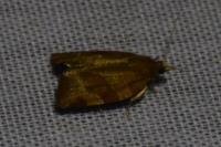 Pandemis cinnamomeana