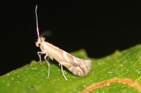Phyllonorycter