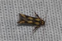 Stathmopoda pedella