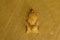Clepsis consimilana