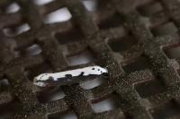 Ethmia bipunctella