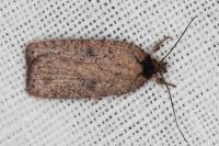 Agonopterix scopariella