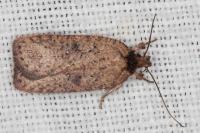 Agonopterix scopariella