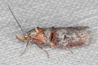 Anchinia laureolella
