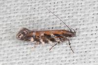Aristotelia