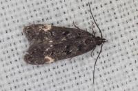 Dichomeris alacella