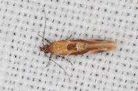 Epicallima formosella