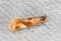 Epicallima formosella